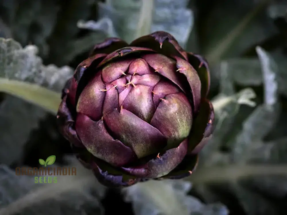 Artichoke - Colorado Red Star Seeds For Planting Cultivate Stunning Artichokes