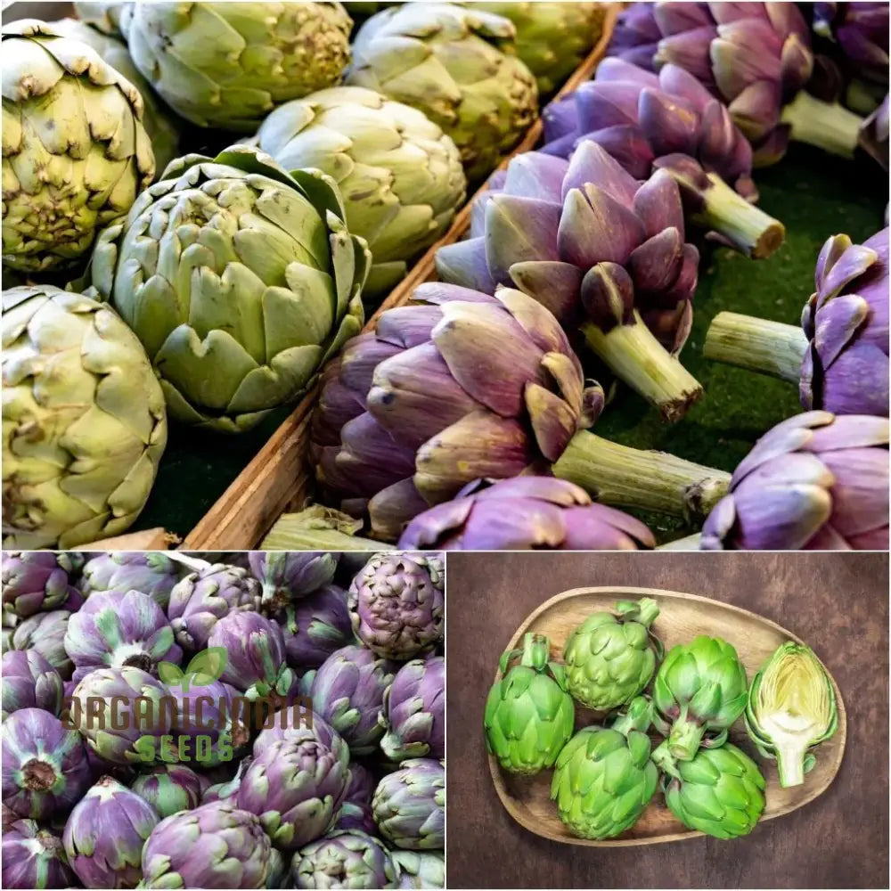 Artichoke - Green & Purple Seeds For Planting Grow Nutritious And Artichokes