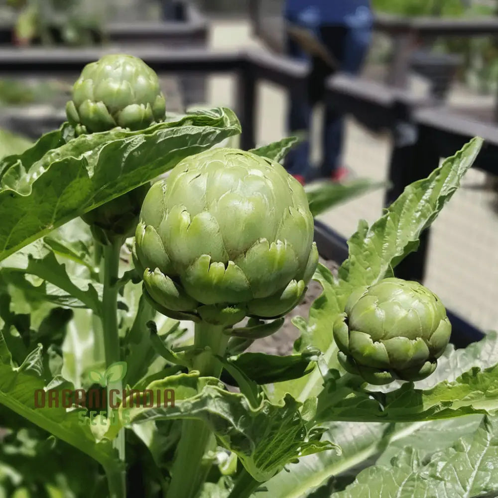 Artichoke Italian ’Green Globe’ Seeds - Gourmet Quality And Rich Flavor For Your Garden Vegetable