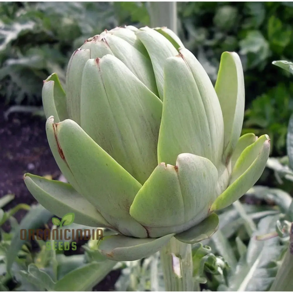 Artichoke Italian ’Green Globe’ Seeds - Gourmet Quality And Rich Flavor For Your Garden Vegetable