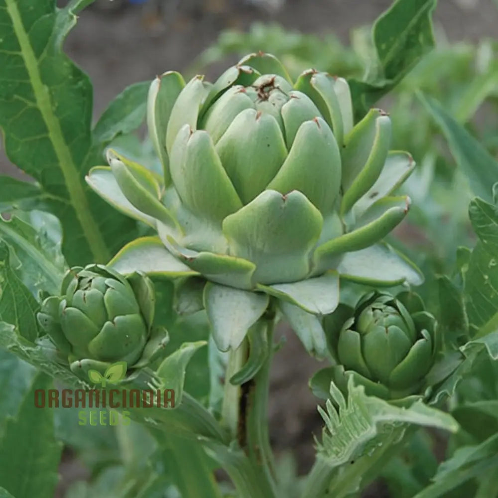 Artichoke Italian ’Green Globe’ Seeds - Gourmet Quality And Rich Flavor For Your Garden Vegetable