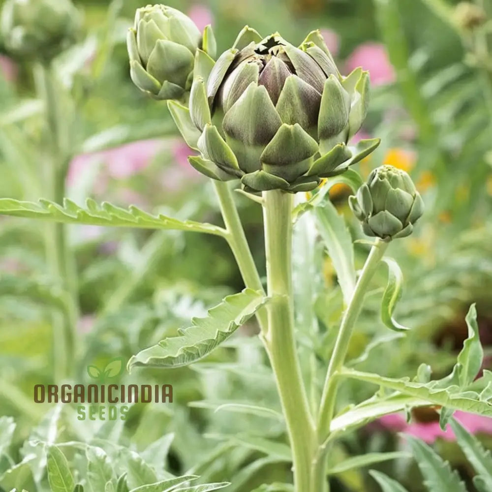 Artichoke Italian ’Green Globe’ Seeds - Gourmet Quality And Rich Flavor For Your Garden Vegetable