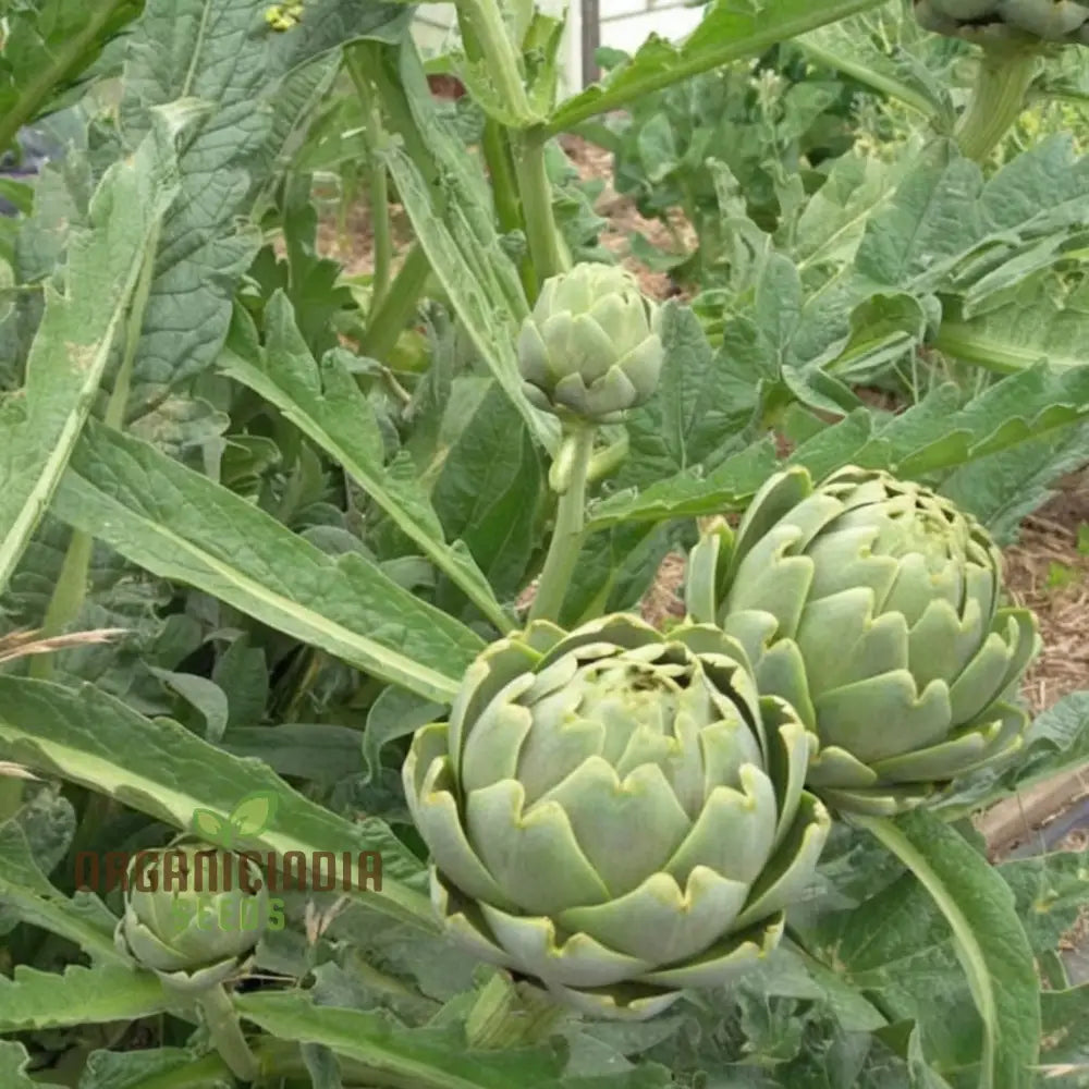 Artichoke Italian ’Green Globe’ Seeds - Gourmet Quality And Rich Flavor For Your Garden Vegetable