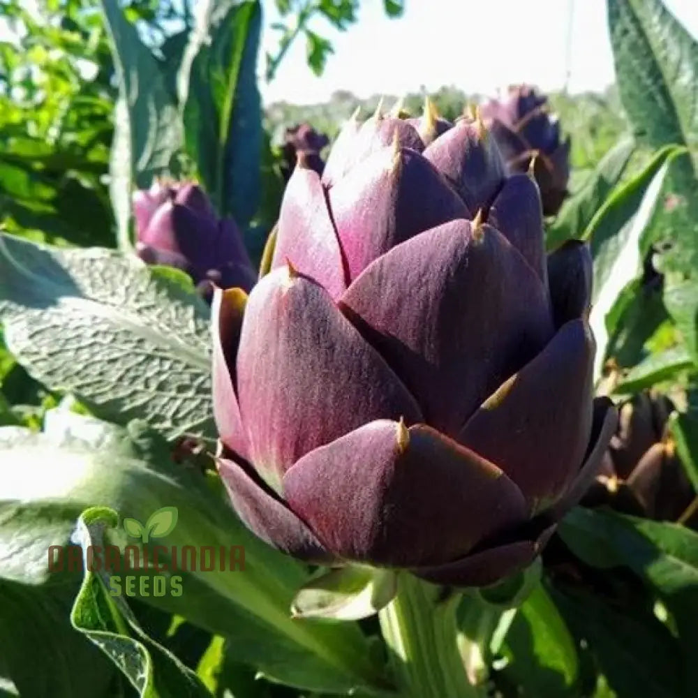 Artichoke - Purple Of Romagna Seeds For Planting Grow Beautiful Nutritious Artichokes