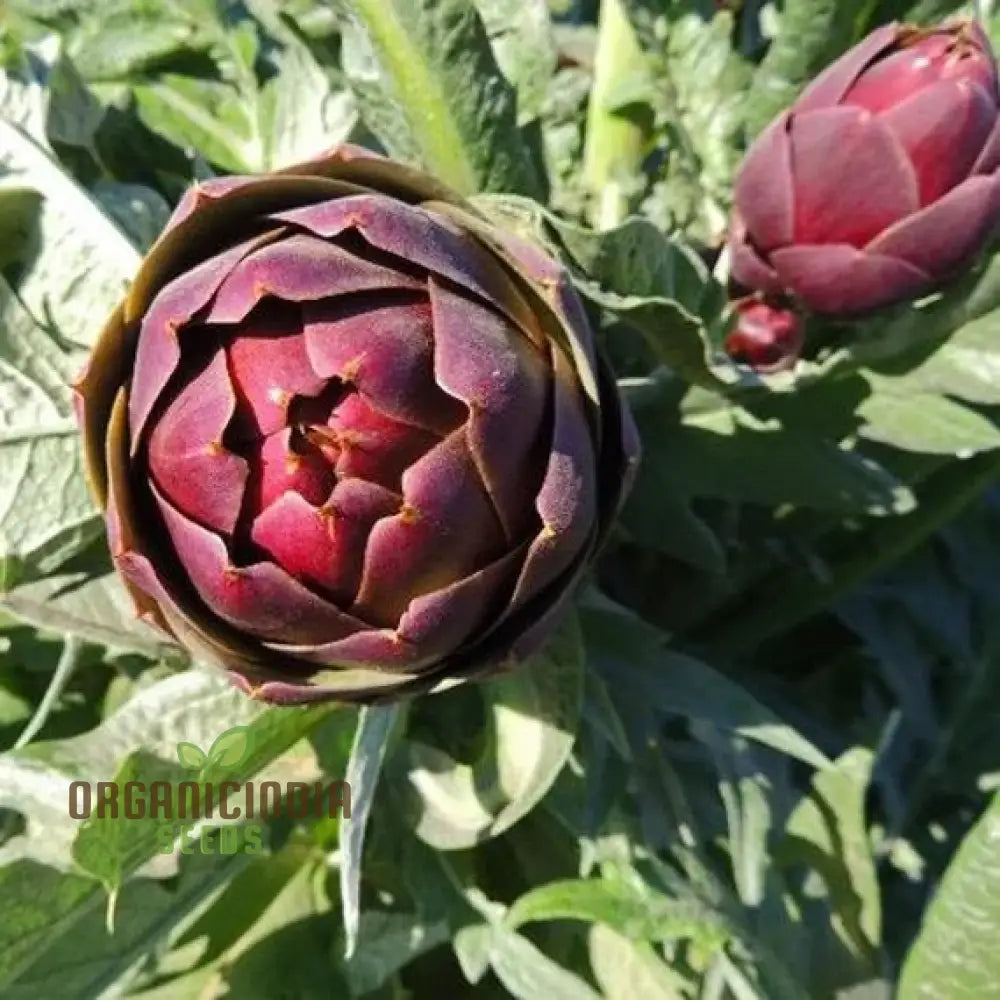 Artichoke - Purple Of Romagna Seeds For Planting Grow Beautiful Nutritious Artichokes