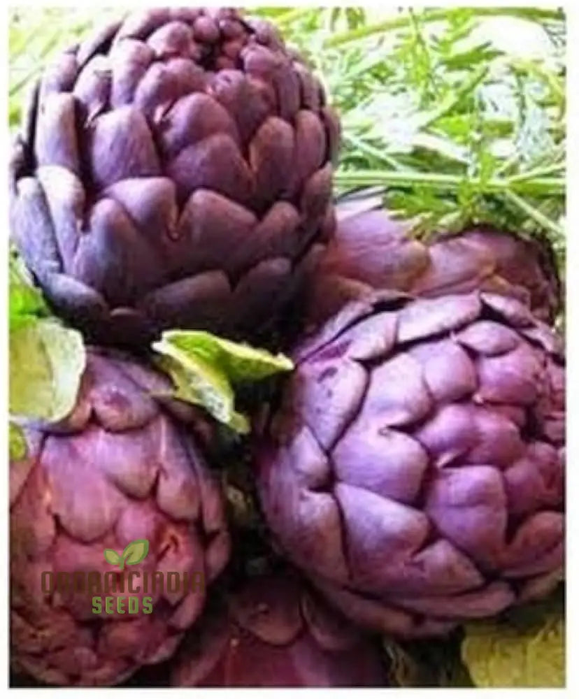 Artichoke - Purple Of Romagna Seeds For Planting Grow Beautiful Nutritious Artichokes