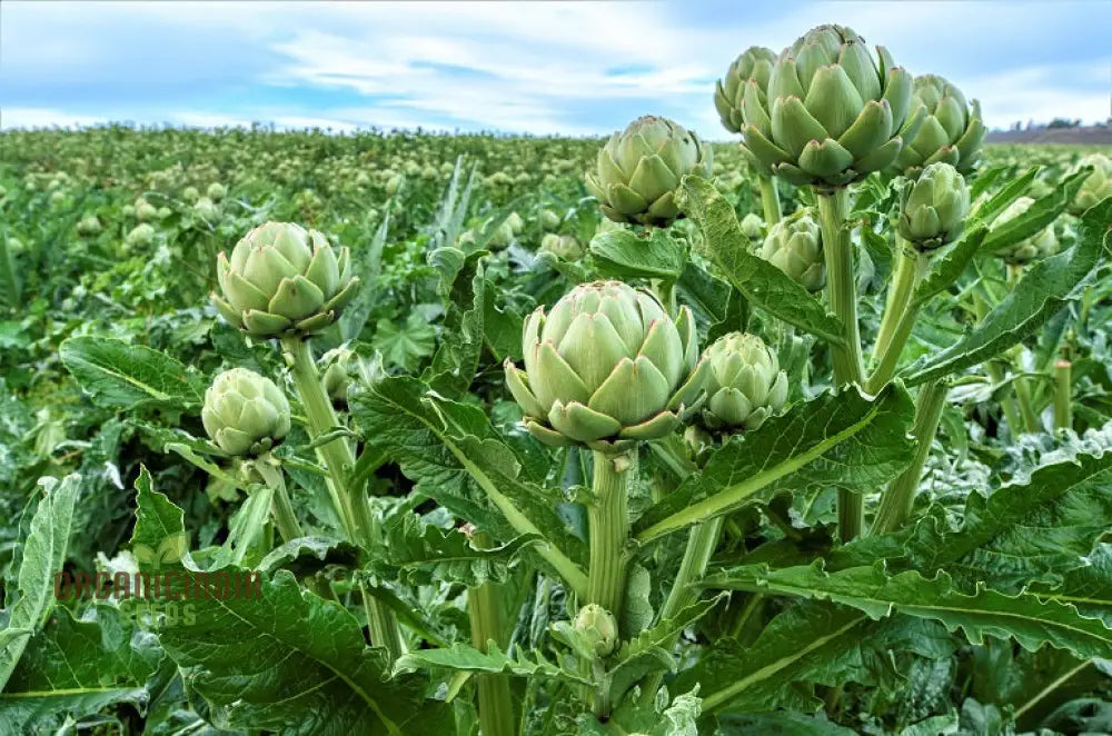 Artichoke ’Romanesco’ Seeds - Premium Gardening For Your Garden | High-Quality Successful