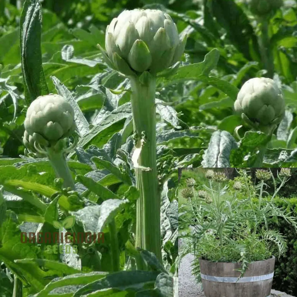 Artichoke ’Romanesco’ Seeds - Premium Gardening For Your Garden | High-Quality Successful