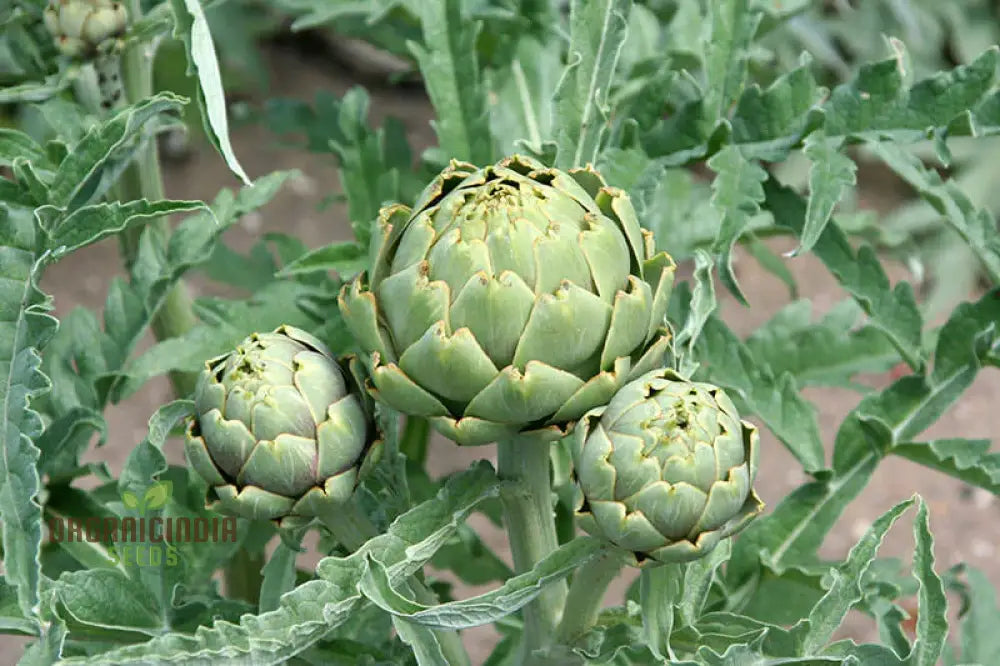 Artichoke ’Romanesco’ Seeds - Premium Gardening For Your Garden | High-Quality Successful