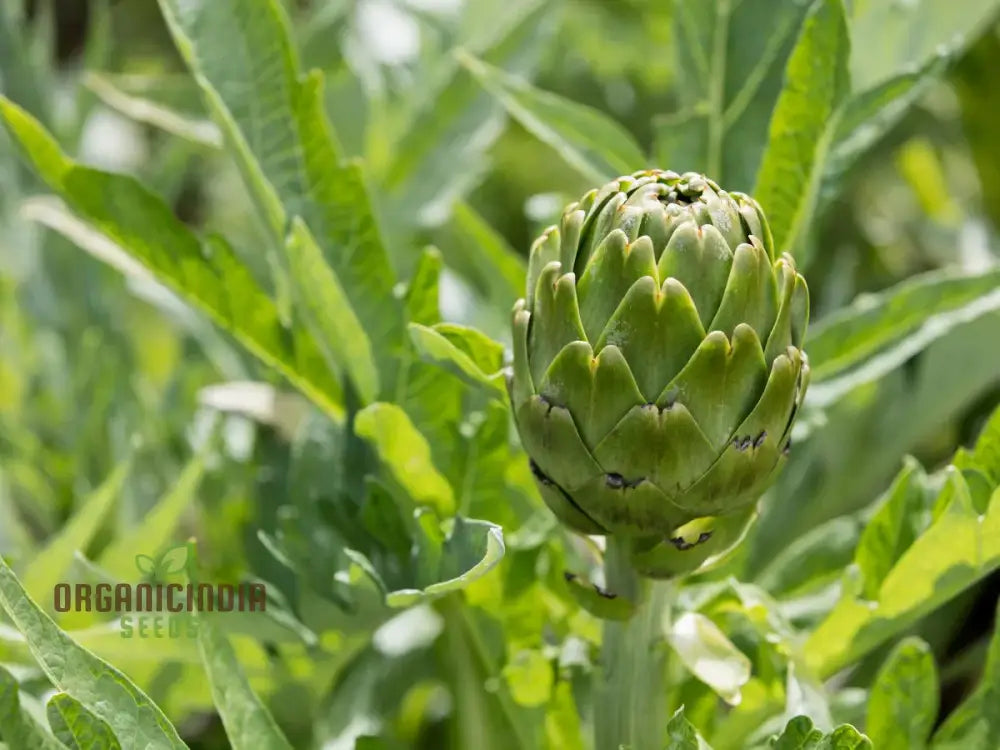 Artichoke ’Romanesco’ Seeds - Premium Gardening For Your Garden | High-Quality Successful