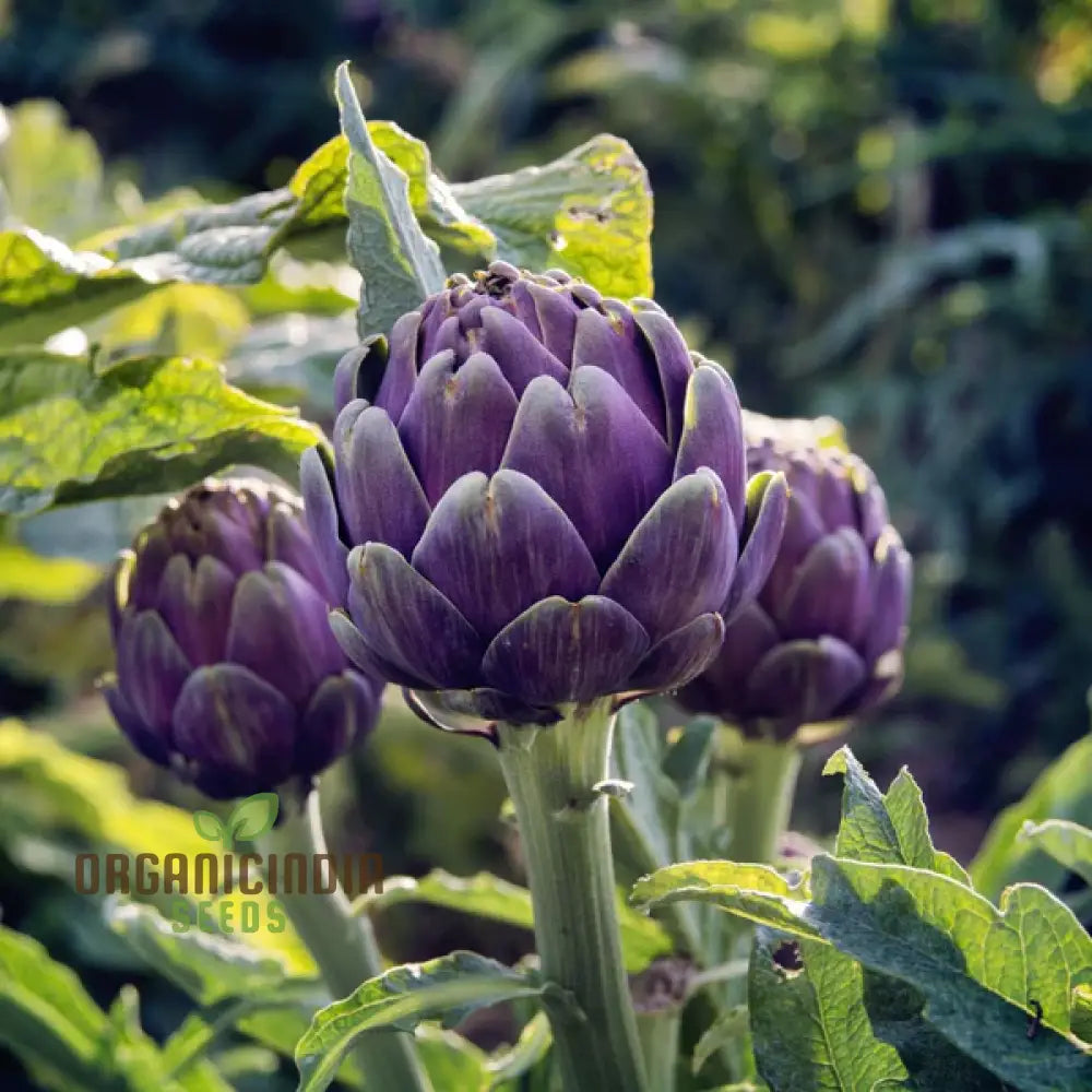 Artichoke Seeds - Purple Headed For Planting Cultivate Eye-Catching Artichokes