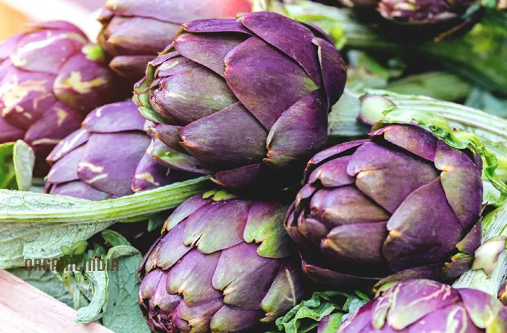 Artichoke Seeds - Purple Headed For Planting Cultivate Eye-Catching Artichokes