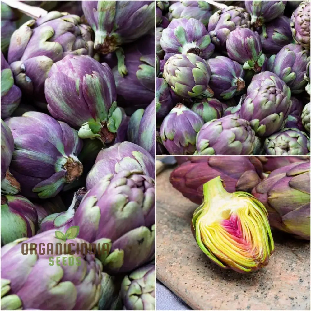 Artichoke Seeds - Purple Headed For Planting Cultivate Eye-Catching Artichokes