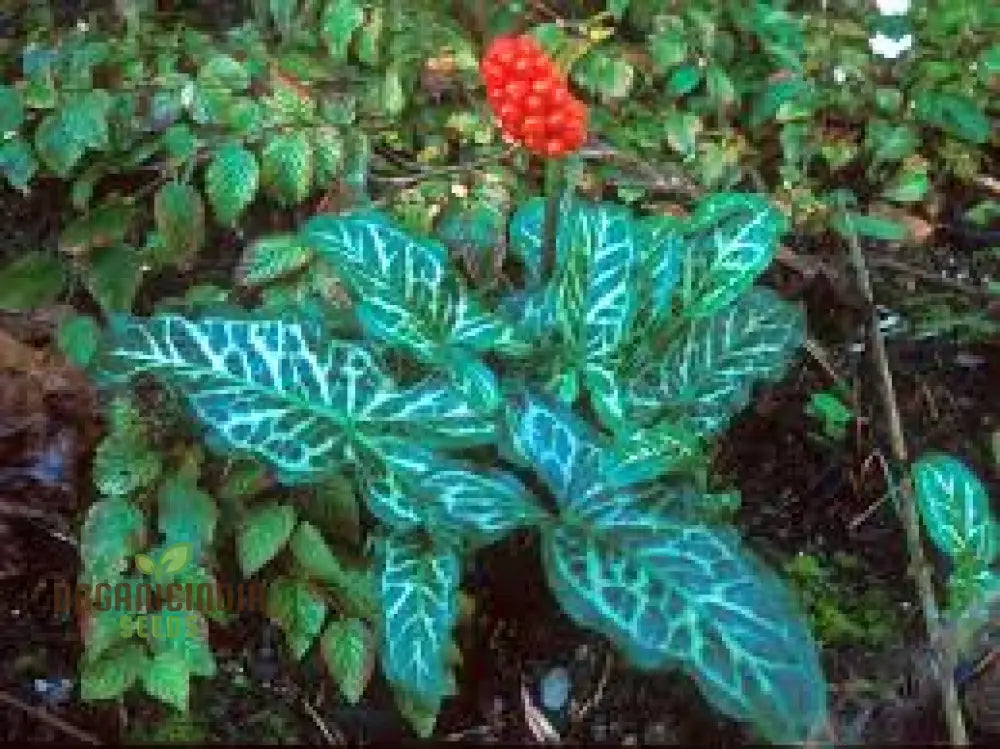 Arum Italicum Pictum (Marmoratum) Seeds For Planting: Elegant Foliage For Your Enchanting Garden