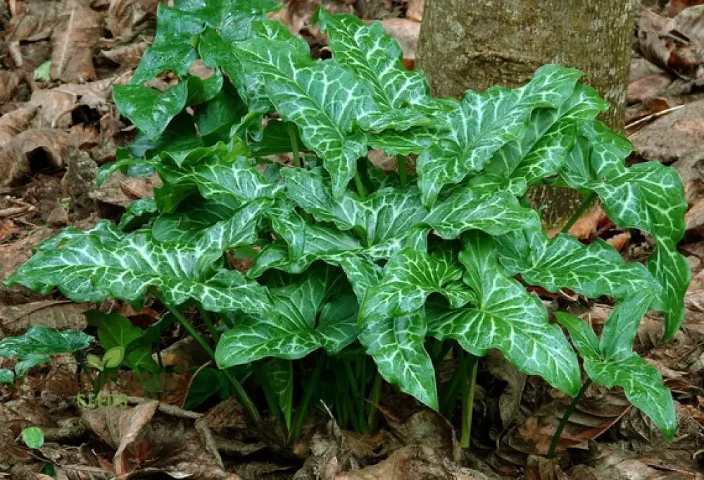 Arum Italicum Pictum (Marmoratum) Seeds For Planting: Elegant Foliage For Your Enchanting Garden