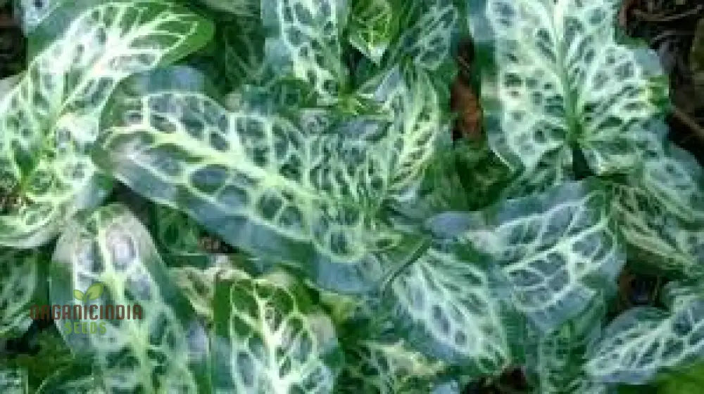 Arum Italicum Pictum (Marmoratum) Seeds For Planting: Elegant Foliage For Your Enchanting Garden