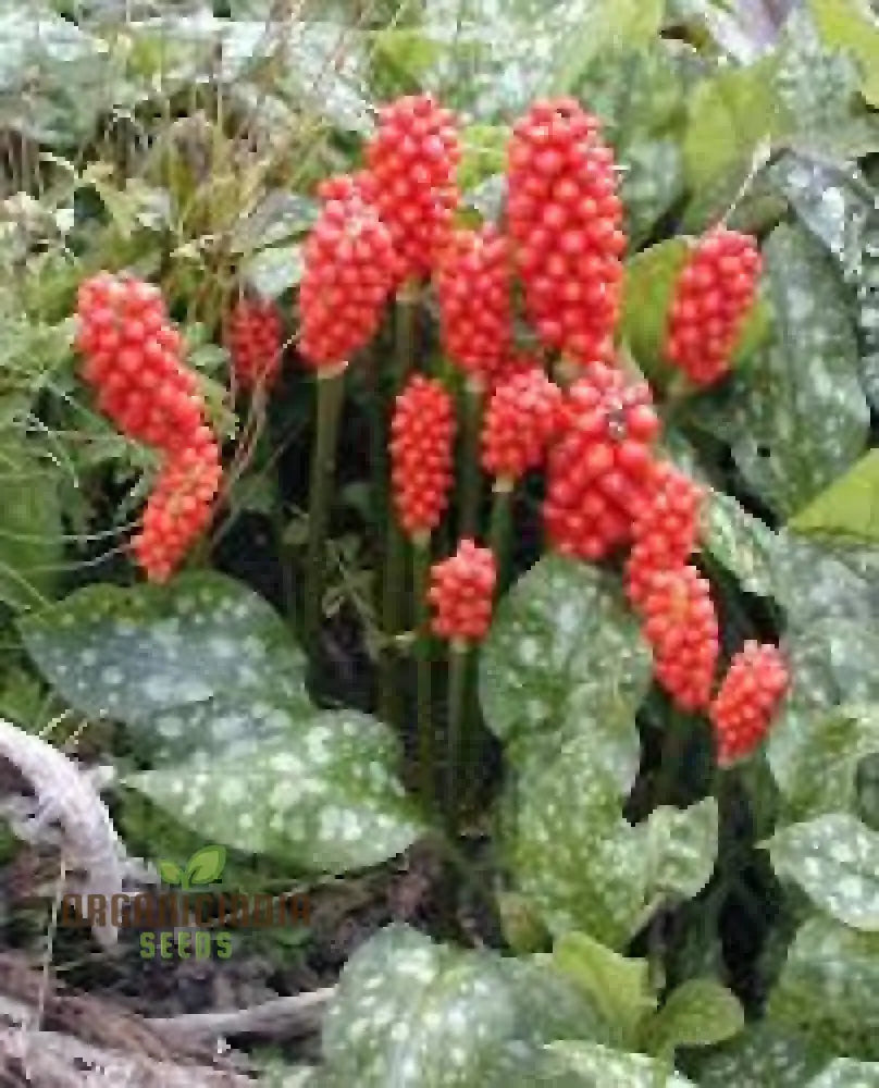 Arum Italicum Pictum (Marmoratum) Seeds For Planting: Elegant Foliage For Your Enchanting Garden