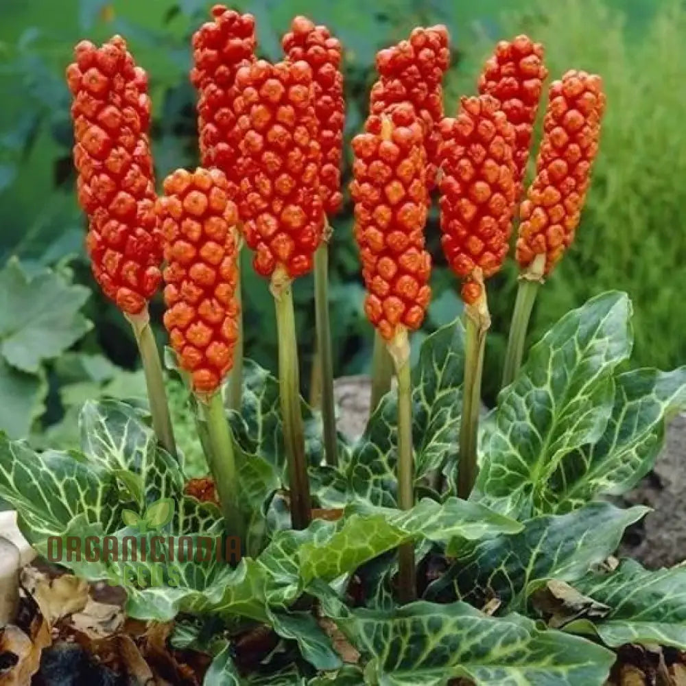 Arum Italicum Pictum (Marmoratum) Seeds For Planting: Elegant Foliage For Your Enchanting Garden