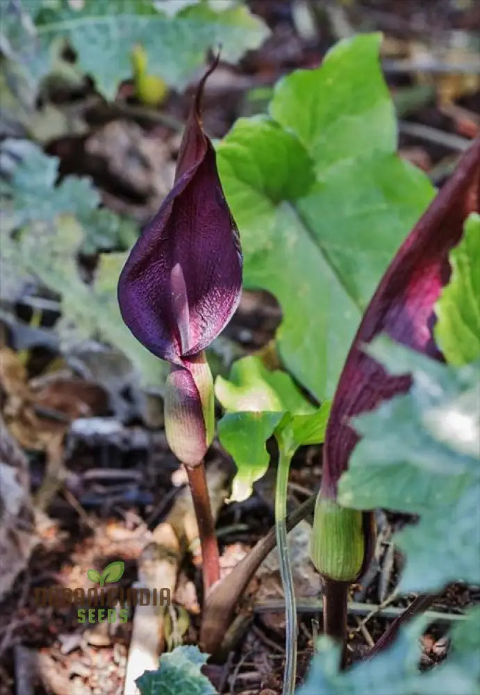 Arum Purpureospathum Seeds For Planting: Exquisite Gardening Wonder For Enthusiasts Of Unique Flora