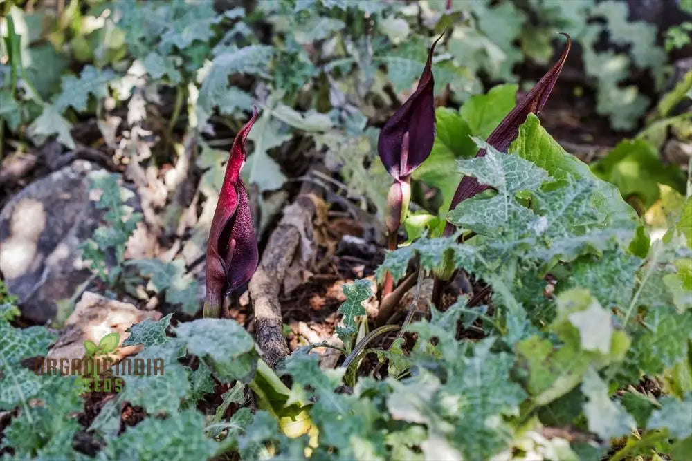 Arum Purpureospathum Seeds For Planting: Exquisite Gardening Wonder For Enthusiasts Of Unique Flora