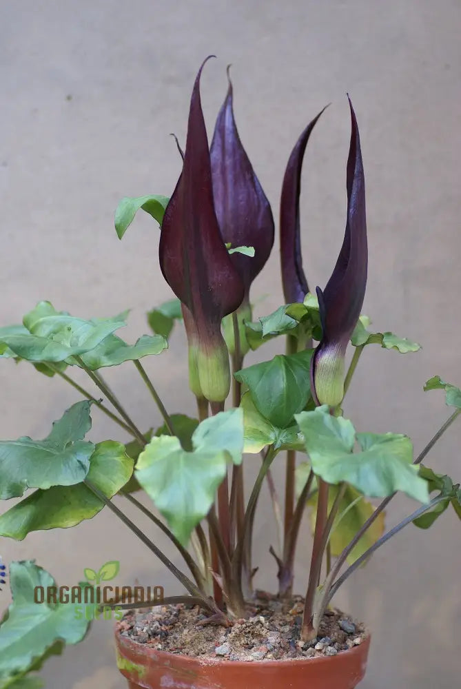 Arum Purpureospathum Seeds For Planting: Exquisite Gardening Wonder For Enthusiasts Of Unique Flora