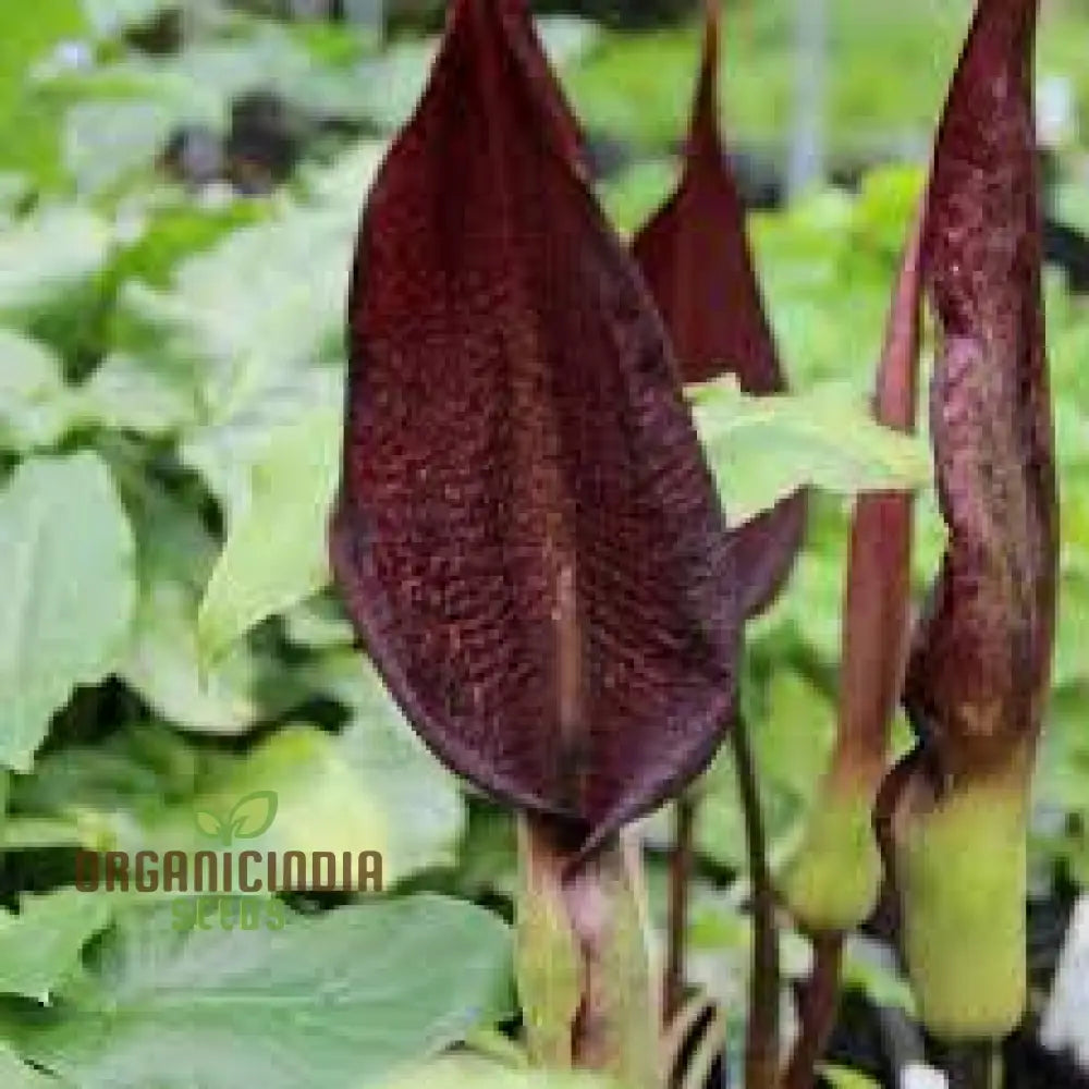 Arum Purpureospathum Seeds For Planting: Exquisite Gardening Wonder For Enthusiasts Of Unique Flora