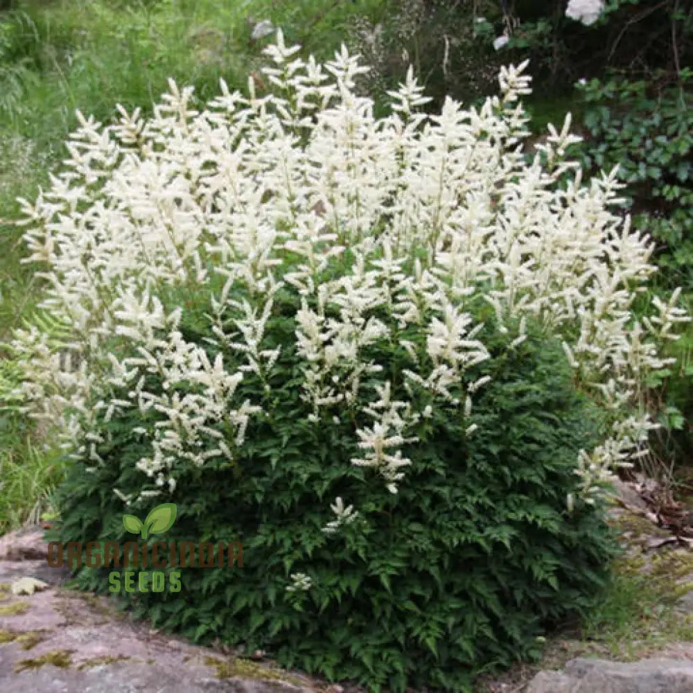 Aruncus Aethusifolius Seeds For Planting - Petite Dwarf Goat’s Beard For Lush Borders And