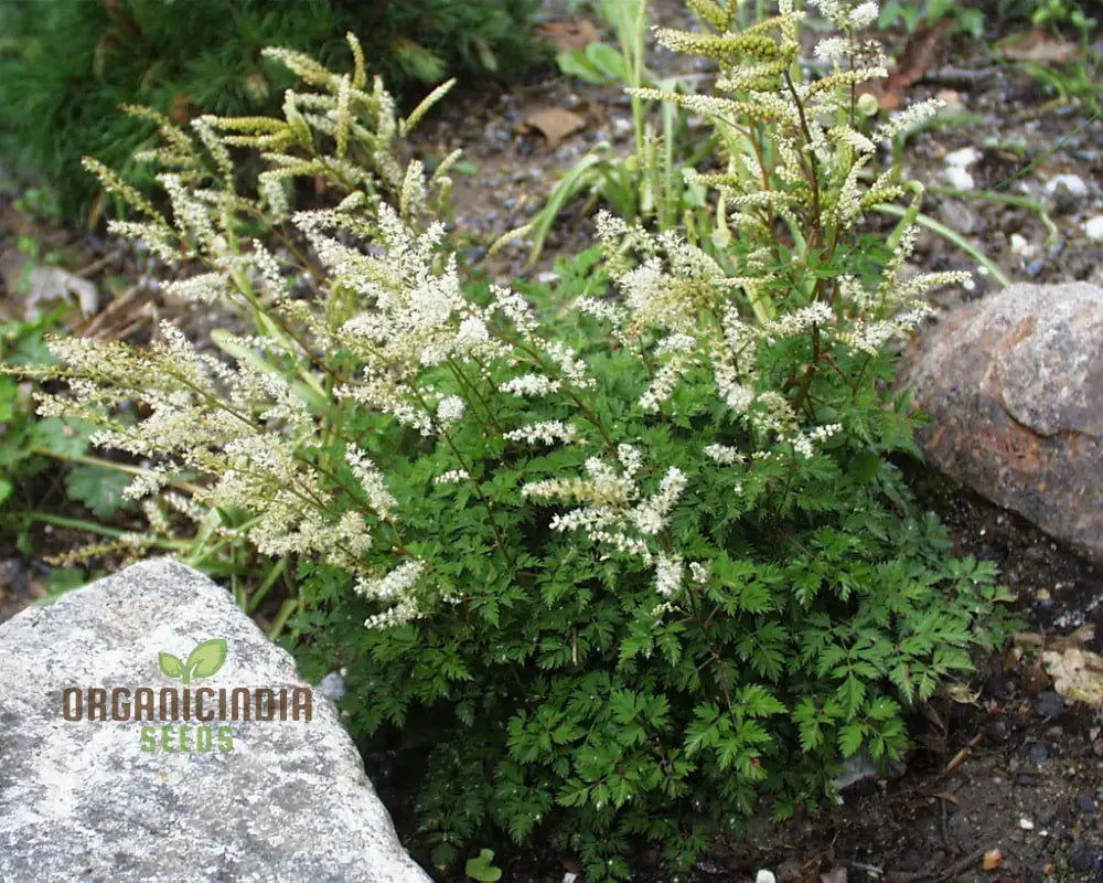 Aruncus Aethusifolius Seeds For Planting - Petite Dwarf Goat’s Beard For Lush Borders And