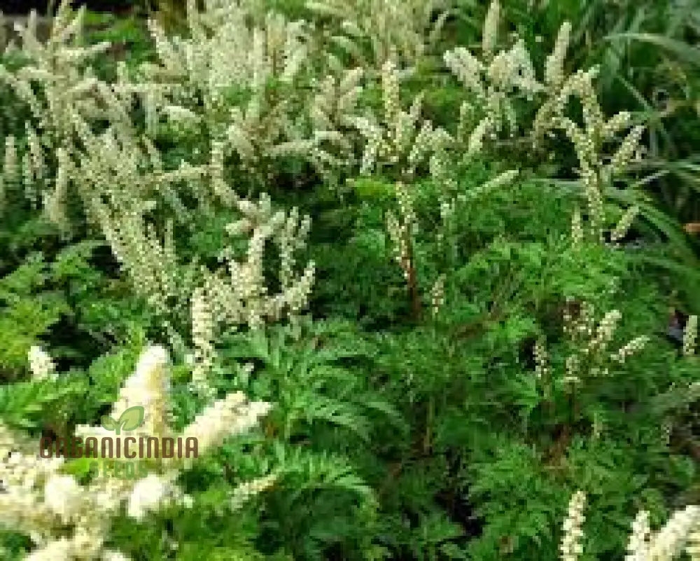 Aruncus Aethusifolius Seeds For Planting - Petite Dwarf Goat’s Beard For Lush Borders And