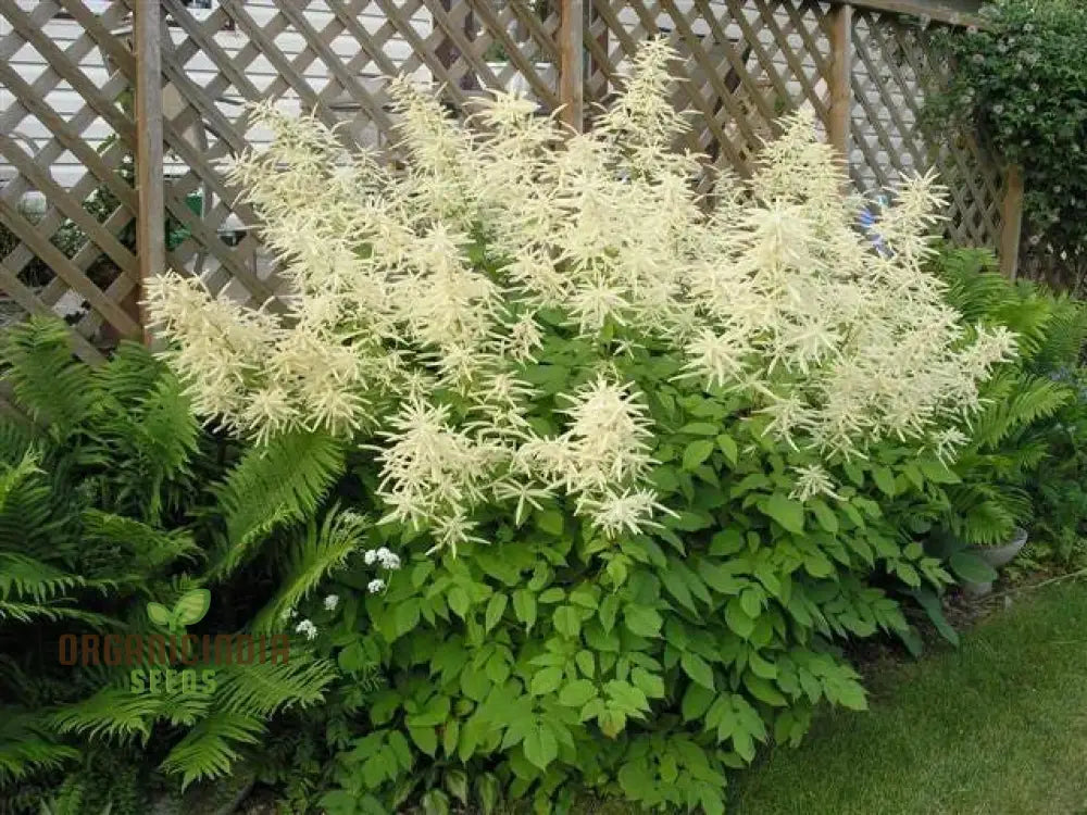 Aruncus Dioicus Seeds For Planting: Majestic Goat’s Beard For Lush Garden Landscapes And Elegant