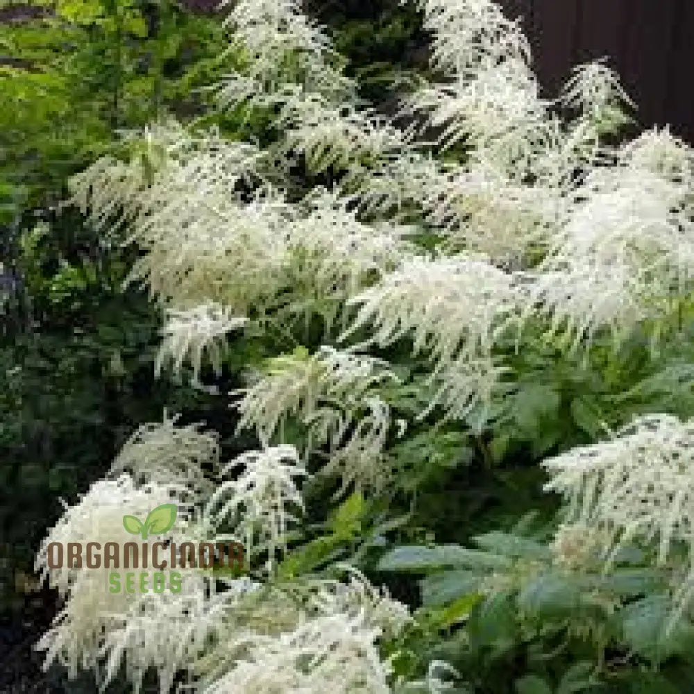 Aruncus Dioicus Seeds For Planting: Majestic Goat’s Beard For Lush Garden Landscapes And Elegant