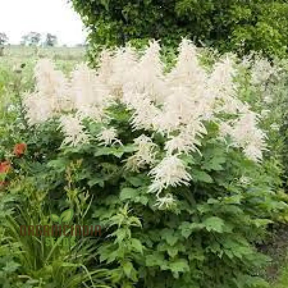 Aruncus Dioicus Seeds For Planting: Majestic Goat’s Beard For Lush Garden Landscapes And Elegant