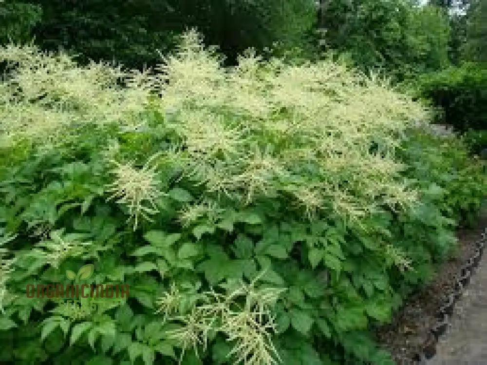 Aruncus Dioicus Seeds For Planting: Majestic Goat’s Beard For Lush Garden Landscapes And Elegant