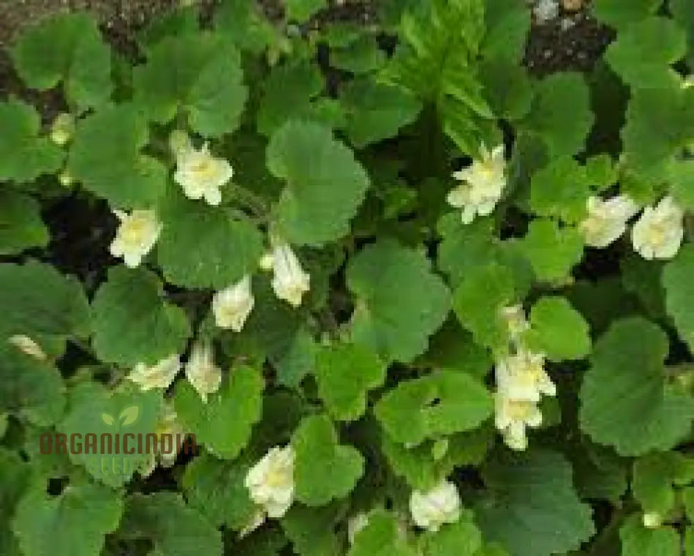 Asarina Procumbens Flower Seeds For Planting: Vibrant Garden Beauty For Enthusiasts Of Unique