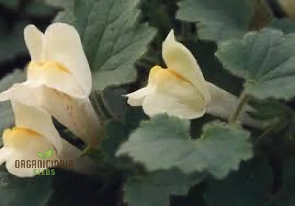 Asarina Procumbens Flower Seeds For Planting: Vibrant Garden Beauty For Enthusiasts Of Unique