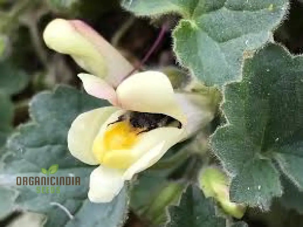 Asarina Procumbens Flower Seeds For Planting: Vibrant Garden Beauty For Enthusiasts Of Unique