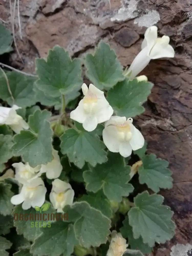 Asarina Procumbens Flower Seeds For Planting: Vibrant Garden Beauty For Enthusiasts Of Unique