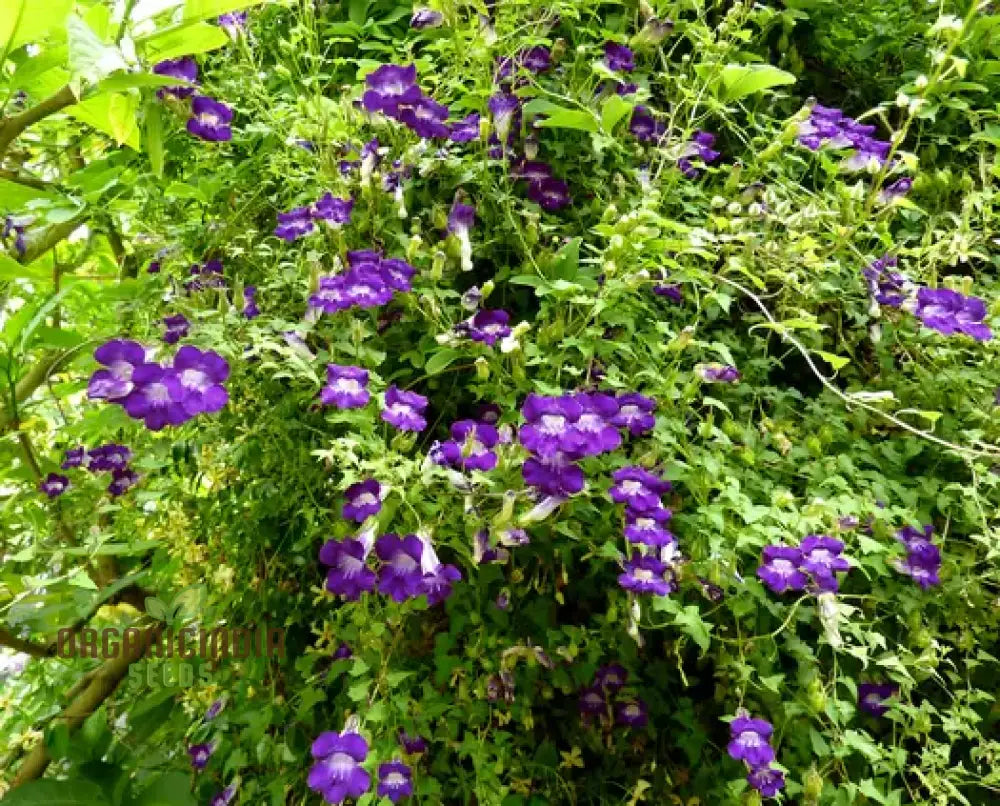 Asarina Scandens Joan Lorraine Flower Seeds For Planting 100 Pcs Seeds