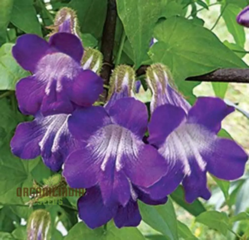 Asarina Scandens Joan Lorraine Flower Seeds For Planting 100 Pcs Seeds