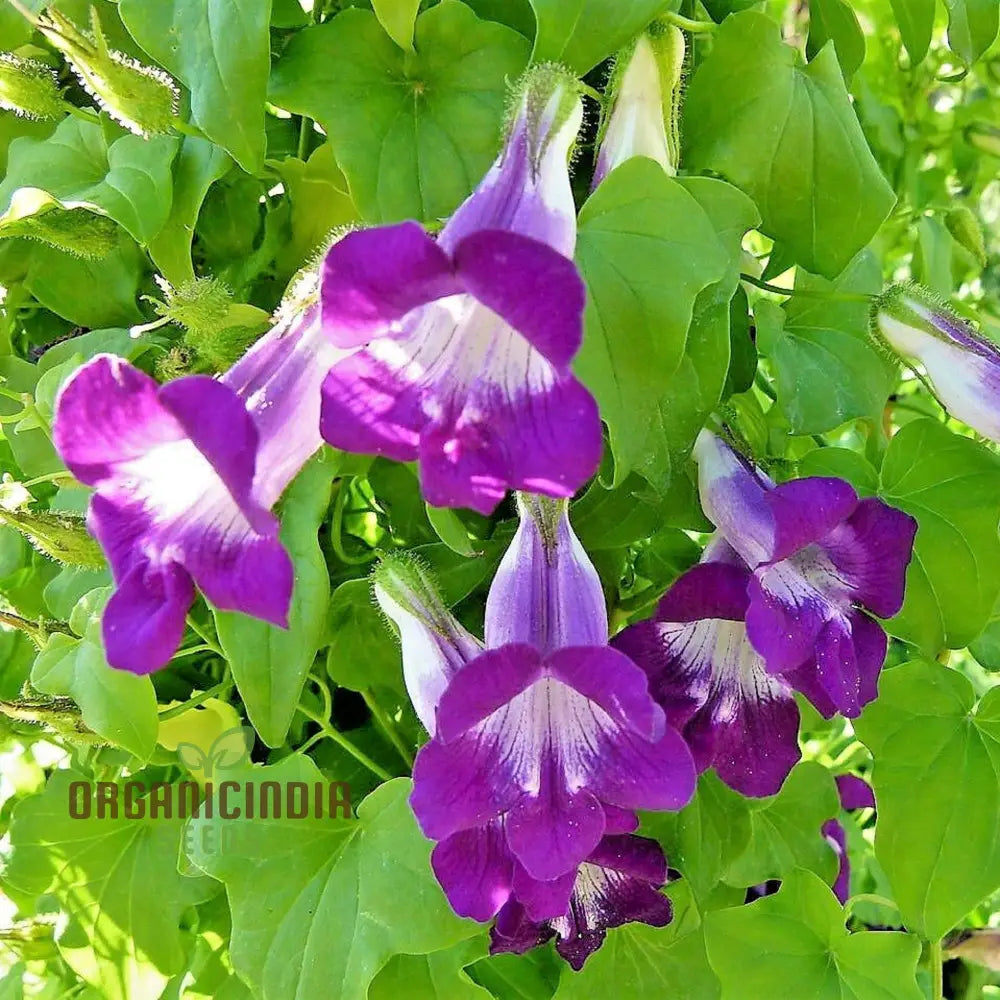 Asarina Scandens Joan Lorraine Flower Seeds For Planting 100 Pcs Seeds