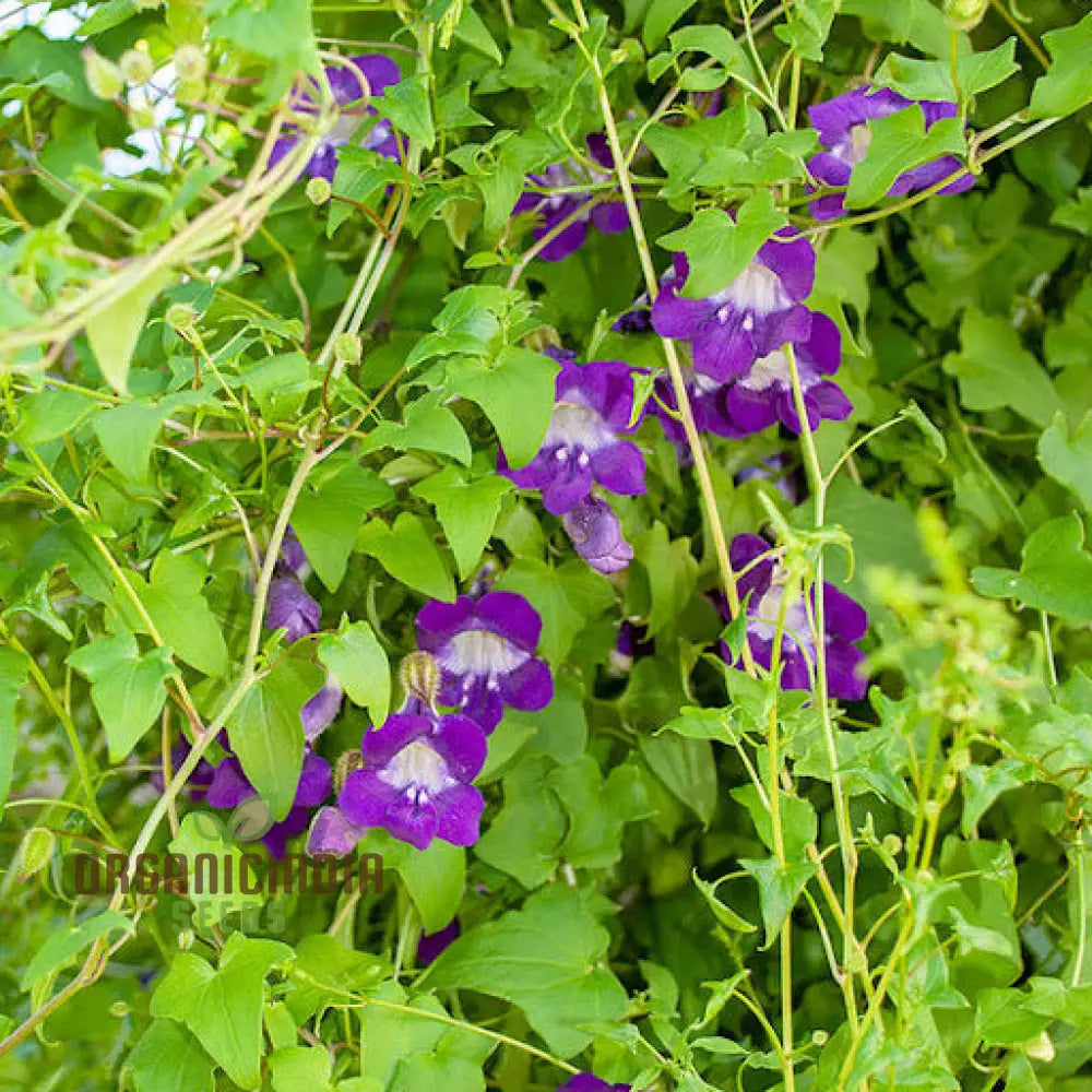 Asarina Scandens Joan Lorraine Flower Seeds For Planting 100 Pcs Seeds