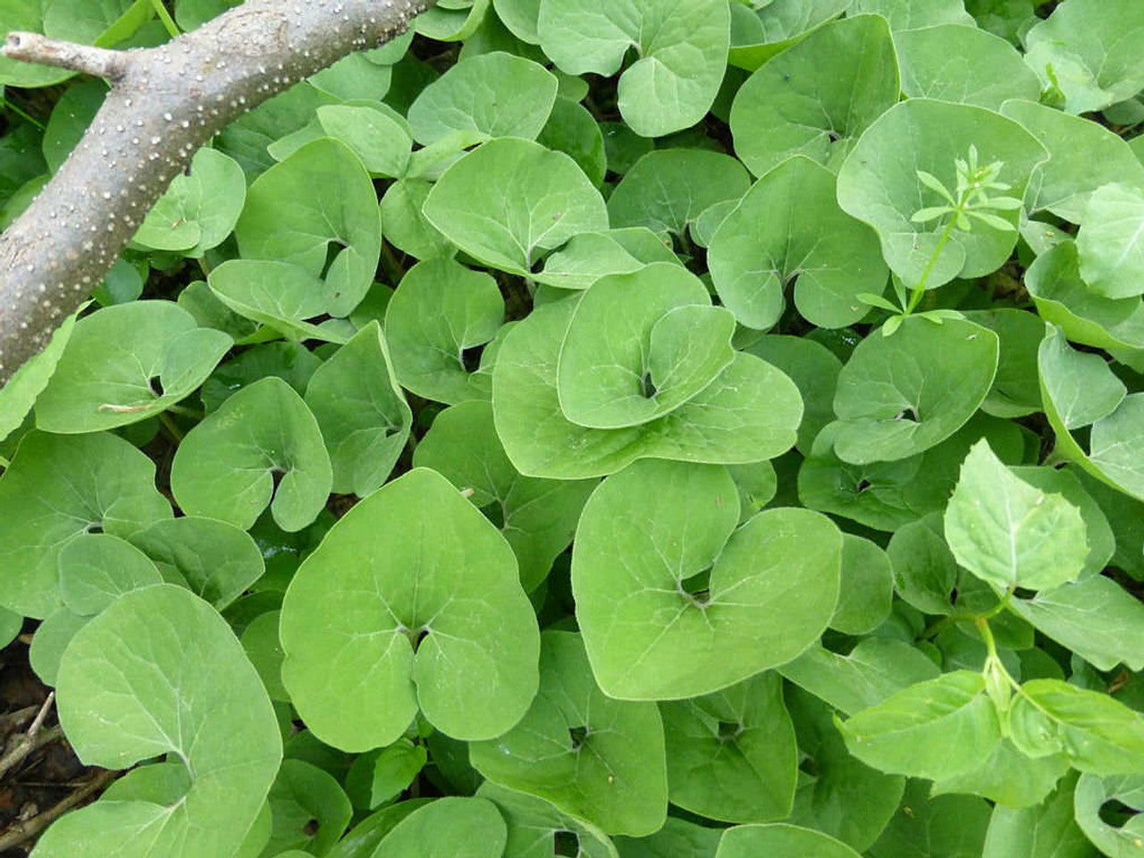 Graines de gingembre sauvage canadien | Asarum Canadense | Graines d'herbes vivaces au feuillage attrayant | Couvre-sol à croissance basse pour les jardins | Plantation en extérieur | 25 pièces