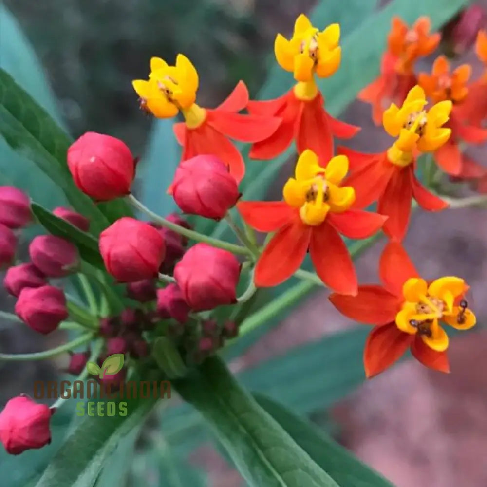 Asclepias Seeds - Blood Flower Planting For Monarch Butterflies