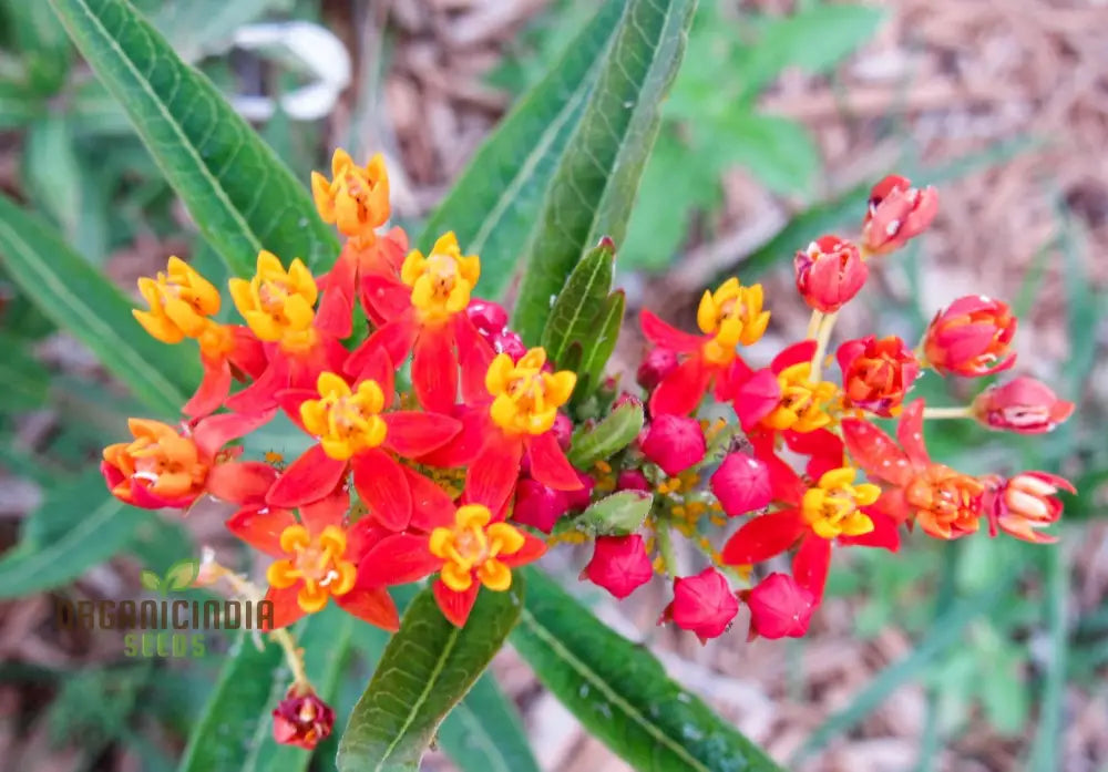 Asclepias Seeds - Blood Flower Planting For Monarch Butterflies