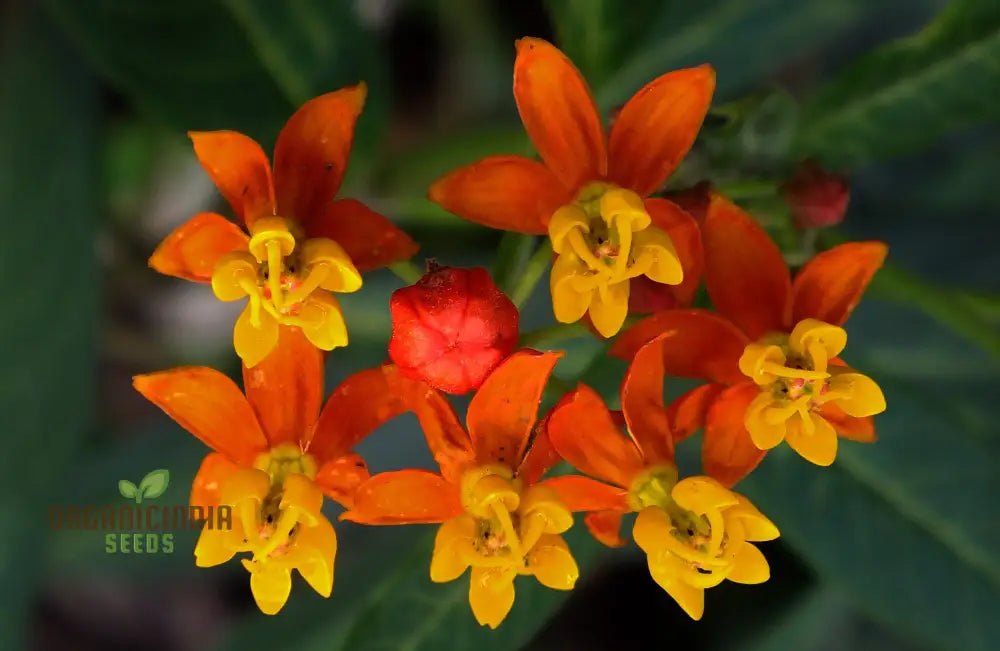 Asclepias Seeds - Blood Flower Planting For Monarch Butterflies