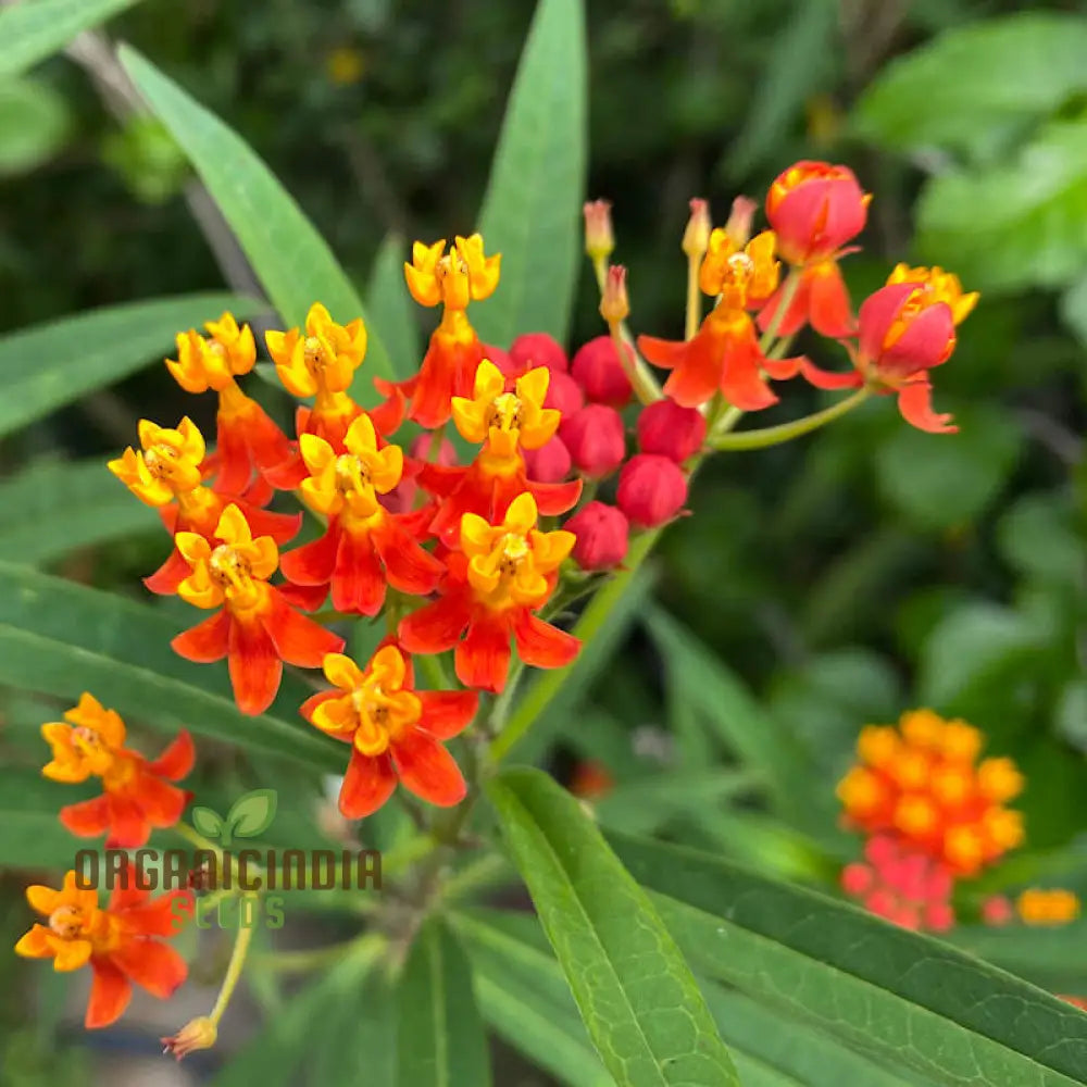 Asclepias Seeds - Blood Flower Planting For Monarch Butterflies