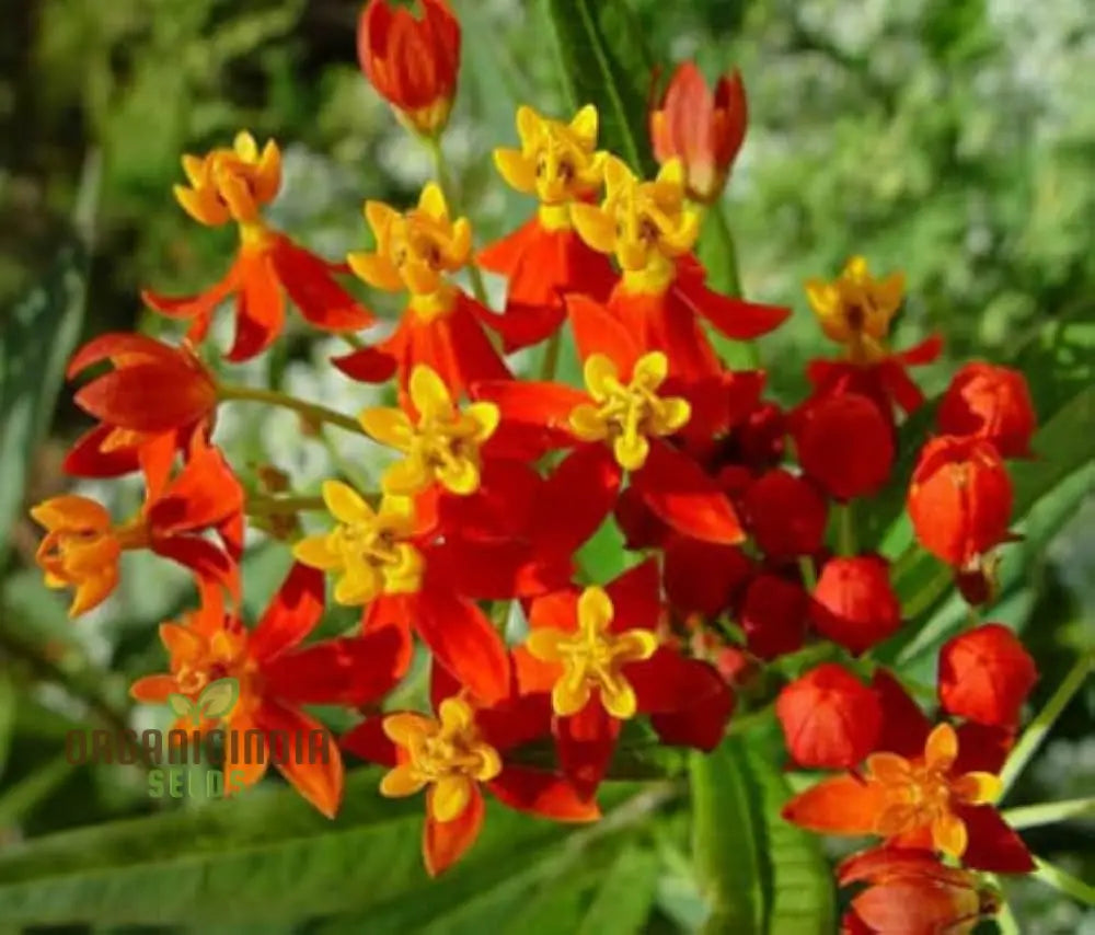 Asclepias Seeds - Blood Flower Planting For Monarch Butterflies