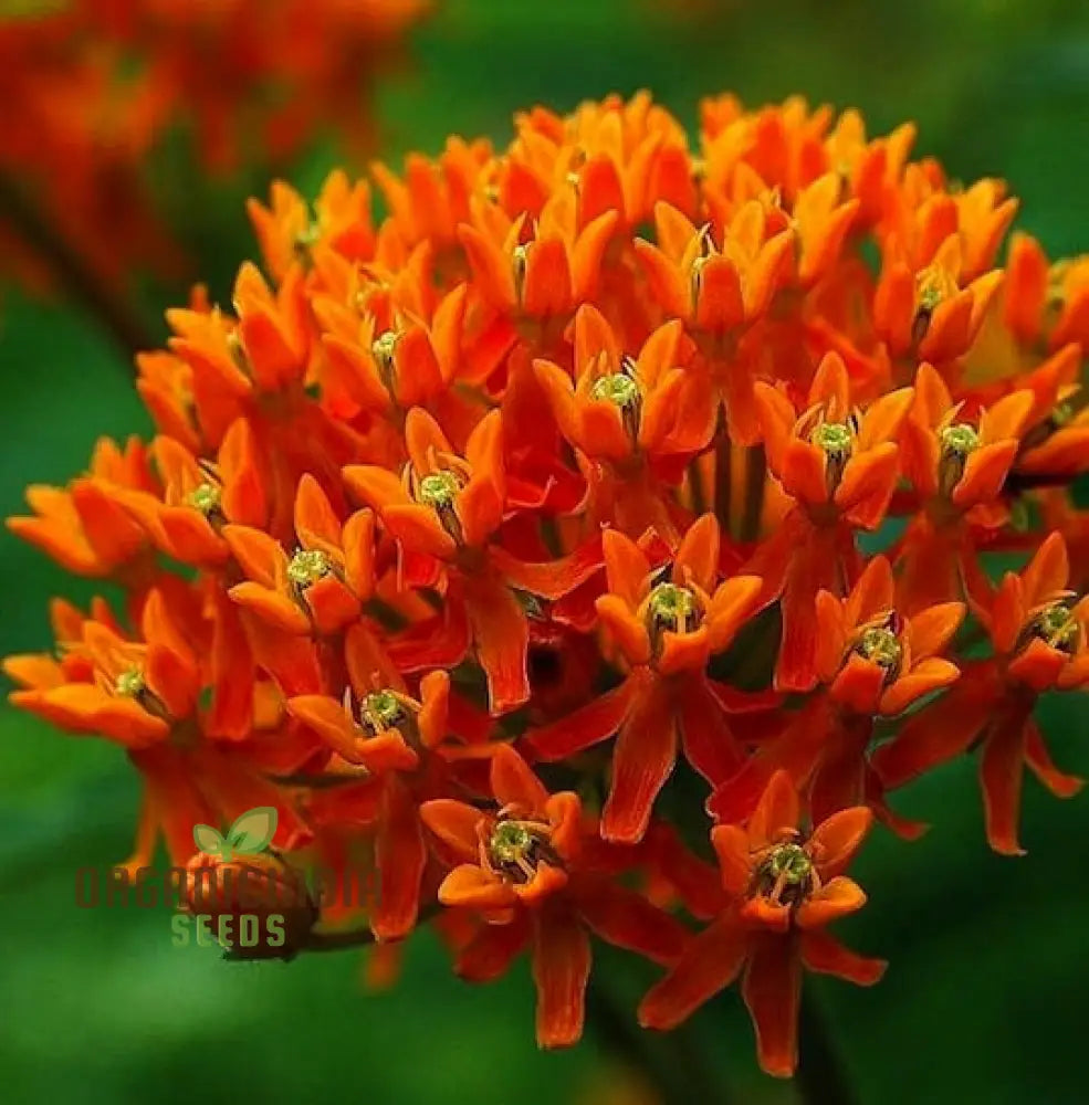 Asclepias Seeds For Butterfly Flower Planting Easy To Grow Milkweed