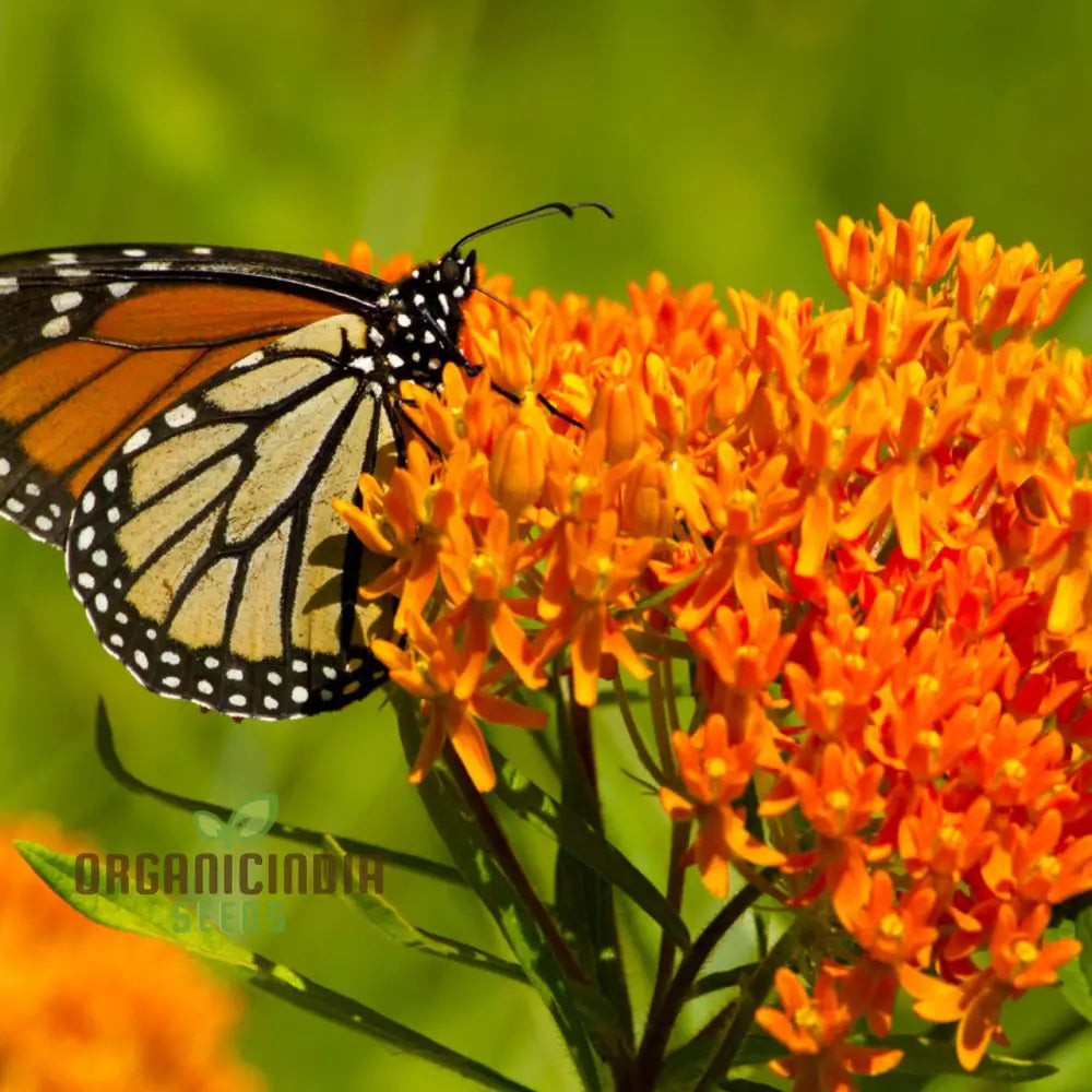 Asclepias Seeds For Butterfly Flower Planting Easy To Grow Milkweed