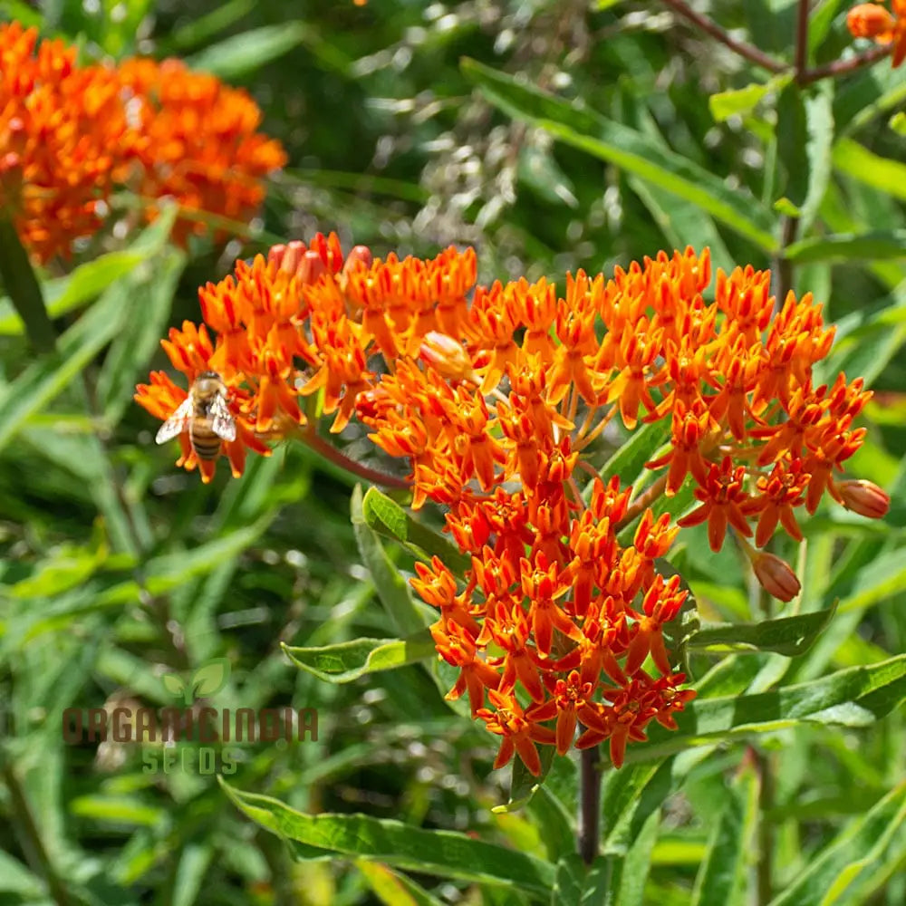 Asclepias Seeds For Butterfly Flower Planting Easy To Grow Milkweed